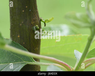 Zweiten Sie Jahres Mistel-Sämlinge (Viscum Album) wächst auf einem Baum Holzapfel (Malus 'Golden Hornet'). Bedgebury Wald, Kent, UK. Stockfoto