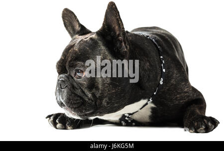 Französische Bulldogge in eine Krawatte liegen auf weißem Hintergrund Stockfoto