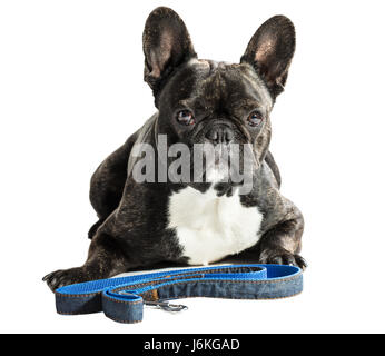 Französische Bulldogge mit Leine liegend auf einem weißen Hintergrund Stockfoto