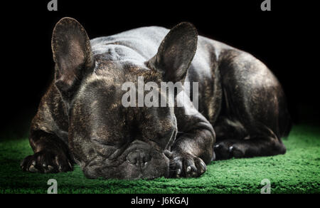 Französische Bulldogge schlafen auf dem Boden closeup Stockfoto