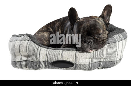 Französische Bulldogge schlafen im Bett auf weißen Hintergrund isoliert Stockfoto