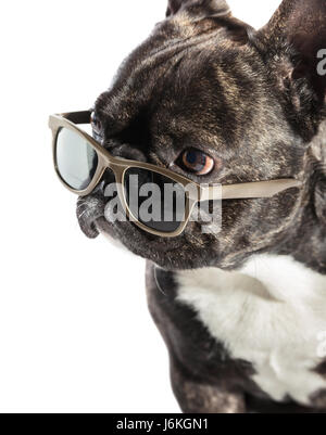 Französische Bulldogge in Sonnenbrille auf weißem Hintergrund Stockfoto