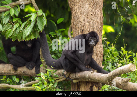 Siamang (Symphalangus Syndactylus), Männchen auf einem Baum gefangen, Singapur Stockfoto