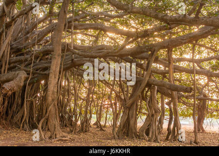 Große schöne Banyan-Baum Stockfoto