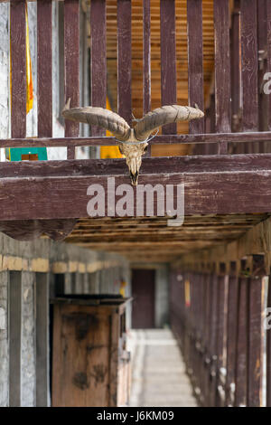 Widder Schädel an der Hauswand in Nepal Stockfoto