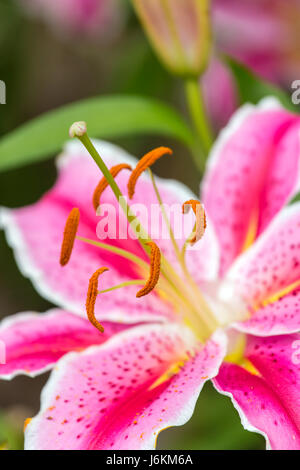 Rosa Asiatic Lilie Blume im Garten Stockfoto