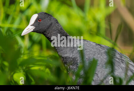 Seite Ansicht Nahaufnahme von Kopf und Hals von einem Erwachsenen eurasischen Blässhuhn (Fulica Atra) im Vereinigten Königreich. Stockfoto