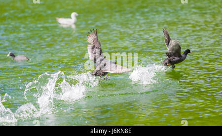 Eurasischen Blässhuhn (Fulica atra) jagen andere Blässhühner auf einem See in West Sussex, England, UK. Stockfoto