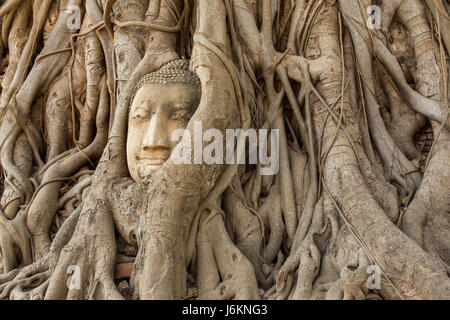 Buddha-Kopf in Baumwurzeln im Wat Mahathat, Ayutthaya, Thailand Stockfoto
