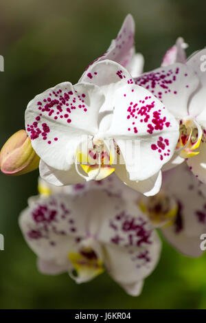 Schöne weiße Orchidee blüht closeup Stockfoto