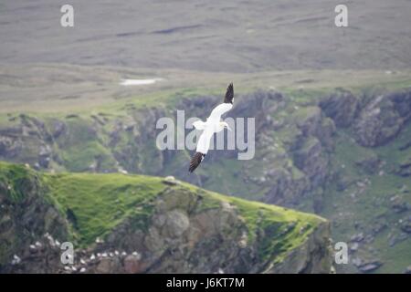 Erwachsenen Basstölpel (Morus Bassanus) fliegen über Klippen, Hermaness, Shetland Islands, Schottland, UK Stockfoto