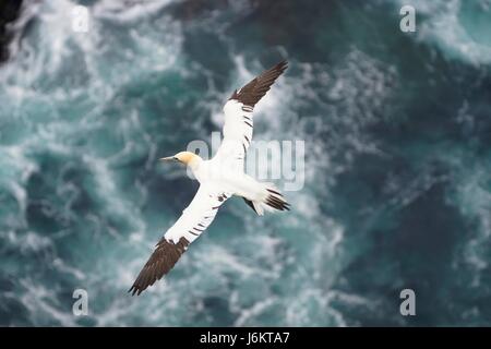 Erwachsenen Basstölpel (Morus Bassanus) fliegen über Meer, Hermaness, Shetland Islands, Schottland, UK Stockfoto