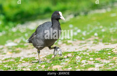 Blässhuhn zu Fuß. Eurasische Blässhuhn (Fulica Atra) zu Fuß auf dem Land über Grass im Vereinigten Königreich. Stockfoto