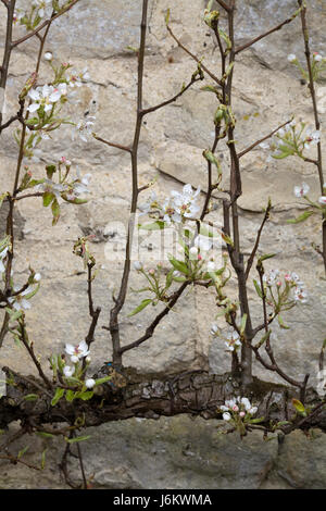 Hawthorne Bush gegen eine Steinmauer Stockfoto