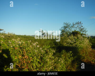 0768 Alugbati Basella Alba Plantagen San Rafael Bulacan Philippinen 02 Stockfoto