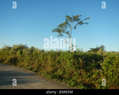 0768 Alugbati Basella Alba Plantagen San Rafael Bulacan Philippinen 06 Stockfoto