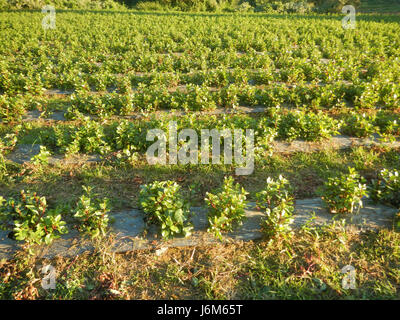 0768 Alugbati Basella Alba Plantagen San Rafael Bulacan Philippinen 10 Stockfoto