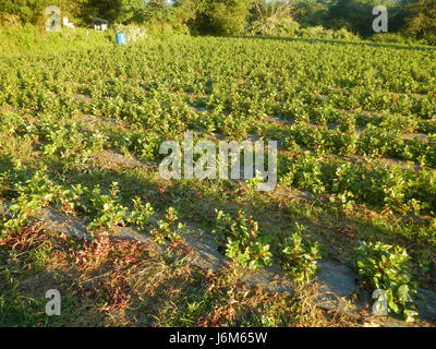 0768 Alugbati Basella Alba Plantagen San Rafael Bulacan Philippinen 11 Stockfoto