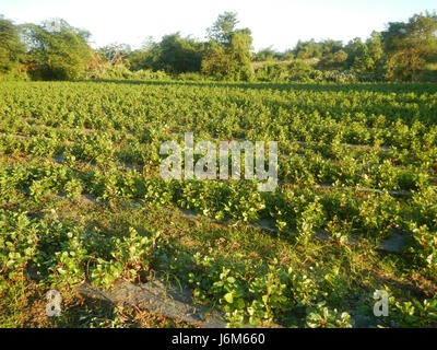 0768 Alugbati Basella Alba Plantagen San Rafael Bulacan Philippinen 13 Stockfoto