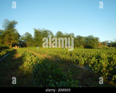 0768 Alugbati Basella Alba Plantagen San Rafael Bulacan Philippinen 22 Stockfoto