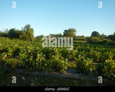 0768 Alugbati Basella Alba Plantagen San Rafael Bulacan Philippinen 24 Stockfoto