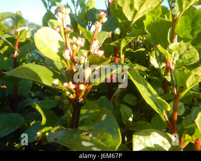 0821 Alugbati Basella Alba Plantagen San Rafael Bulacan Philippinen 01 Stockfoto