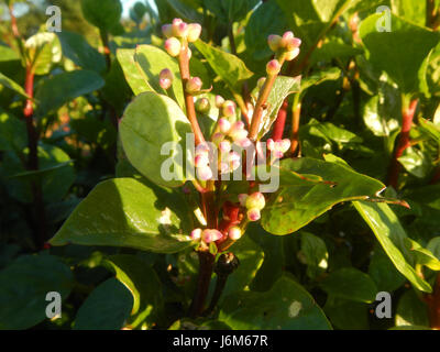 0821 Alugbati Basella Alba Plantagen San Rafael Bulacan Philippinen 02 Stockfoto