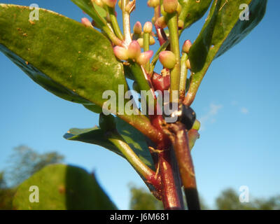 0821 Alugbati Basella Alba Plantagen San Rafael Bulacan Philippinen 05 Stockfoto