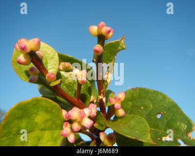 0821 Alugbati Basella Alba Plantagen San Rafael Bulacan Philippinen 10 Stockfoto