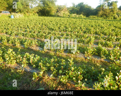 0821 Alugbati Basella Alba Plantagen San Rafael Bulacan Philippinen 13 Stockfoto