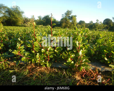 0821 Alugbati Basella Alba Plantagen San Rafael Bulacan Philippinen 14 Stockfoto