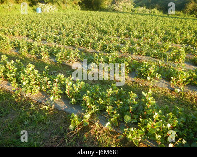 0821 Alugbati Basella Alba Plantagen San Rafael Bulacan Philippinen 18 Stockfoto