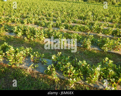 0821 Alugbati Basella Alba Plantagen San Rafael Bulacan Philippinen 19 Stockfoto