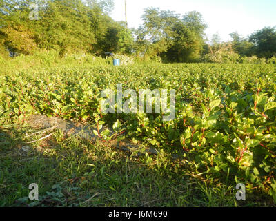 0821 Alugbati Basella Alba Plantagen San Rafael Bulacan Philippinen 21 Stockfoto