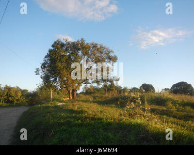 0821 Alugbati Basella Alba Plantagen San Rafael Bulacan Philippinen 24 Stockfoto