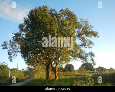 0821 Alugbati Basella Alba Plantagen San Rafael Bulacan Philippinen 28 Stockfoto