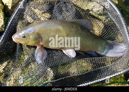 Schleie grünen Fisch Winkel net Schleim Fische Tierarten Fischnetz bedroht Schleie Stockfoto