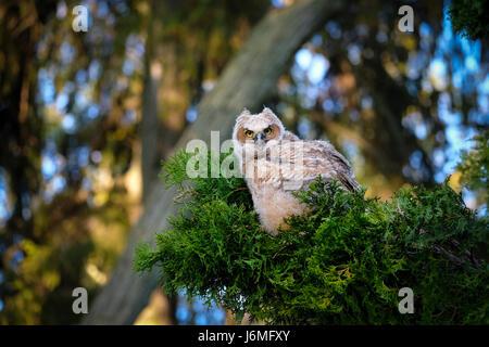 Juvenile wild große gehörnte Eule (Bubo Virginianus), östliche Eule, Hoot Owl, thront auf immergrünen Zweig, schaut in die Kamera, London, Ontario, Kanada. Stockfoto