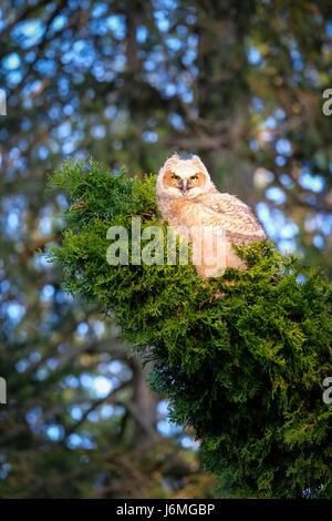 Juvenile wild große gehörnte Eule (Bubo Virginianus), östliche Eule, Hoot Owl, thront auf immergrünen Zweig, schaut in die Kamera, London, Ontario, Kanada. Stockfoto