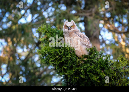 Junge Wilde große gehörnte Eule (Bubo Virginianus), östliche Eule, Hoot Owl, thront auf einem immergrünen Zweig, schaut in die Kamera, London, Ontario, Kanada. Stockfoto