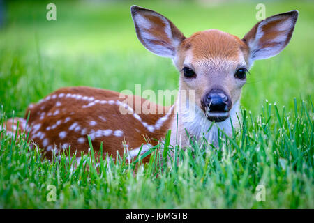 Odocoileus virginianus, Weißschwanzhirsch, süßes Rehkitz aus nächster Nähe, Neugeborenes, in die Kamera schauen, sich im Gras verstecken, Überlebensverhalten, London, Ontario. Stockfoto