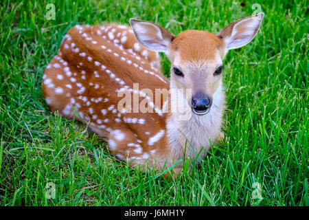 Odocoileus virginianus, Weißschwanzhirsch, süßes Rehkitz aus der Nähe, Neugeborenes, versteckt sich im Gras, Überlebensverhalten, London, Ontario. Stockfoto