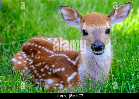 Odocoileus virginianus, Weißschwanzhirsch, süßes Rehkitz aus der Nähe, Neugeborenes, in die Kamera schauen, im Gras liegen, Überlebensverhalten, London, Ontario. Stockfoto