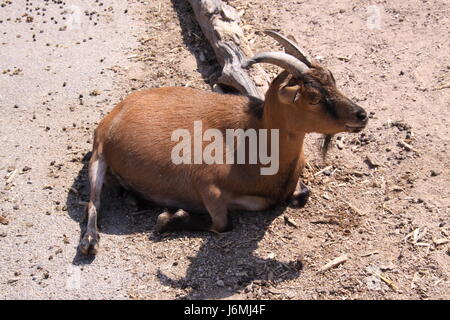 Ziege Stockfoto