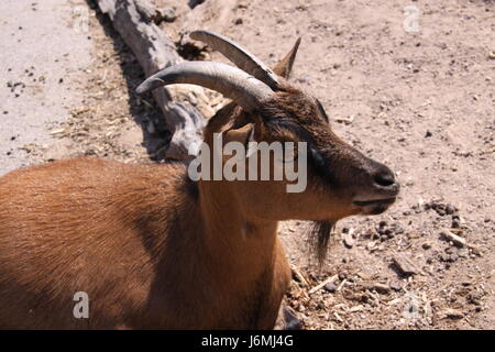 Ziege Stockfoto