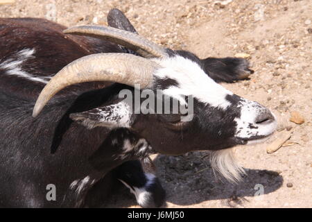 Säugetier Ziege Buck Horn Kornette Farmtier Hufen tierischen Bock Makro Nahaufnahme Stockfoto