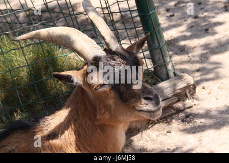 Ziege Stockfoto