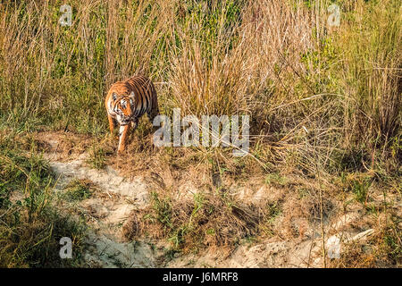 Tiger in Bewegung Stockfoto