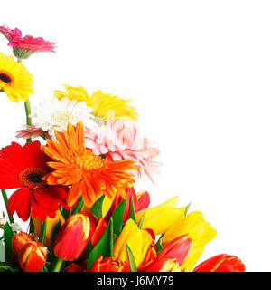 Strauß Tulpen und Gerbera isoliert auf weißem Hintergrund Stockfoto