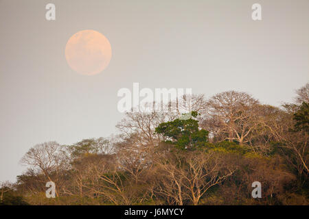 Mond über dem Regenwald neben Rio Chagres in Soberania Nationalpark, Republik von Panama. Stockfoto